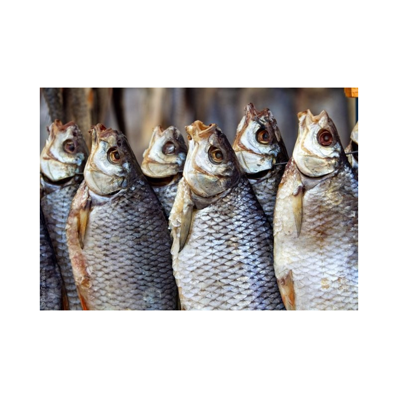 Scarafaggio essiccato di prima qualità