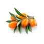 Huile d'argousier 100 ml Huile d'argousier 100 ml