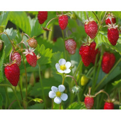 Confiture de fraises des bois 230g