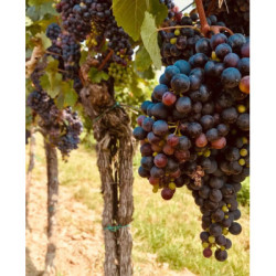 Georgischer Wein Khvanchkara Alk. 11% Vol. 0.75L