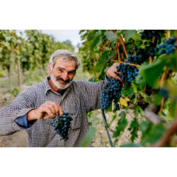 Vino georgiano Saperavi rosso secco 0,75L Alc. 13%