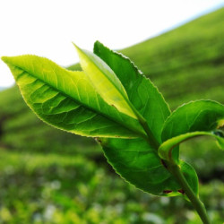 Tea tree essential oil 10 ml