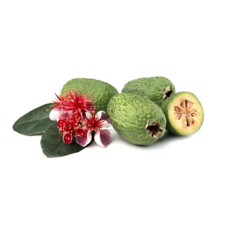 Feijoa Kompott 1L