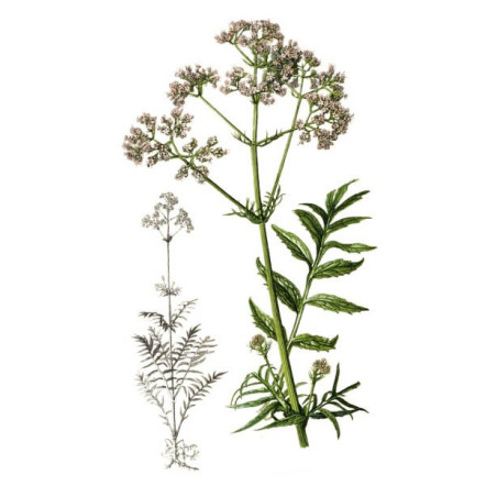 Baldriantinktur 30 ml