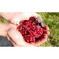Agracejo seco 50 g Agracejo seco 50 g